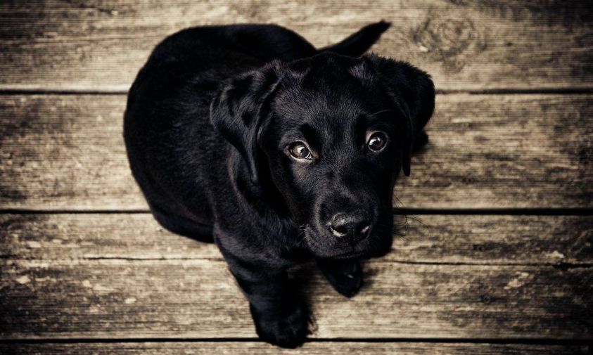 black lab puppy