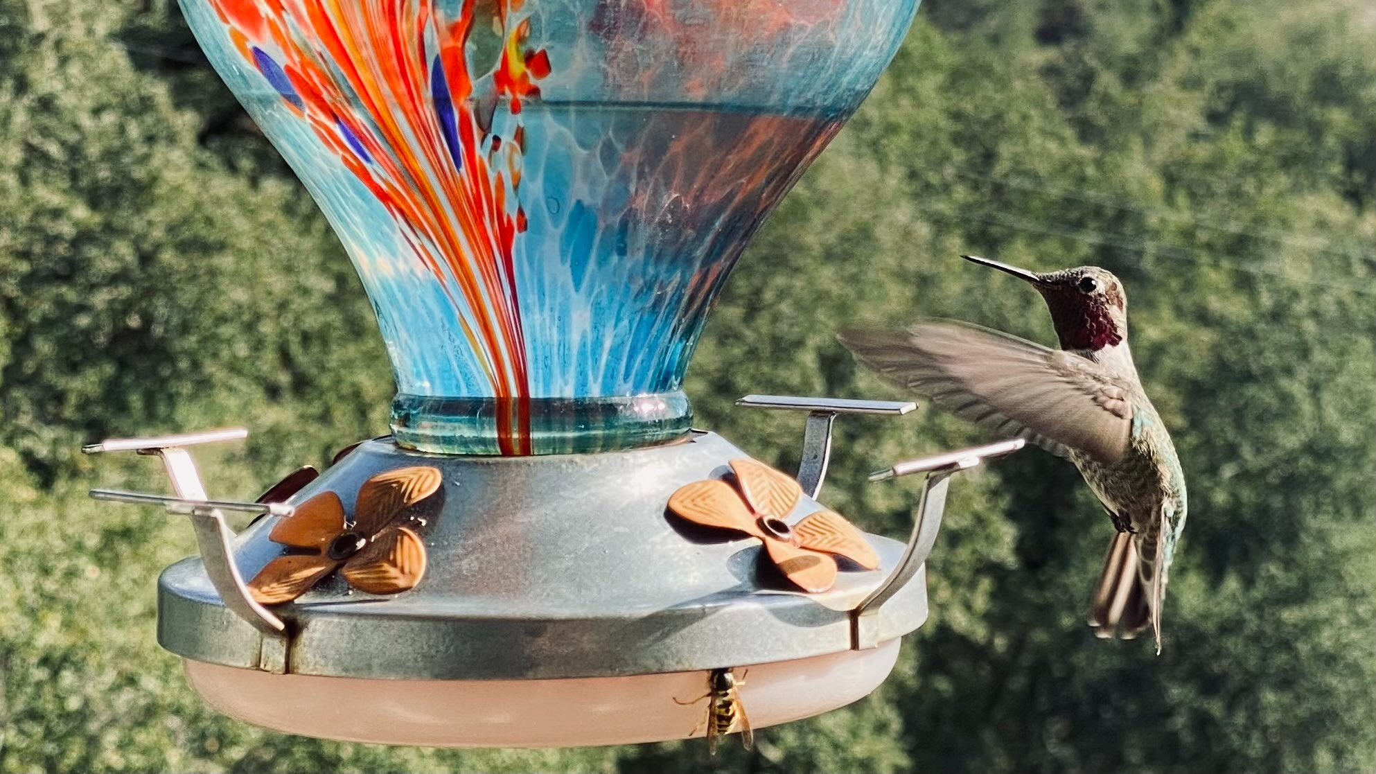 hummingbird at a feeder