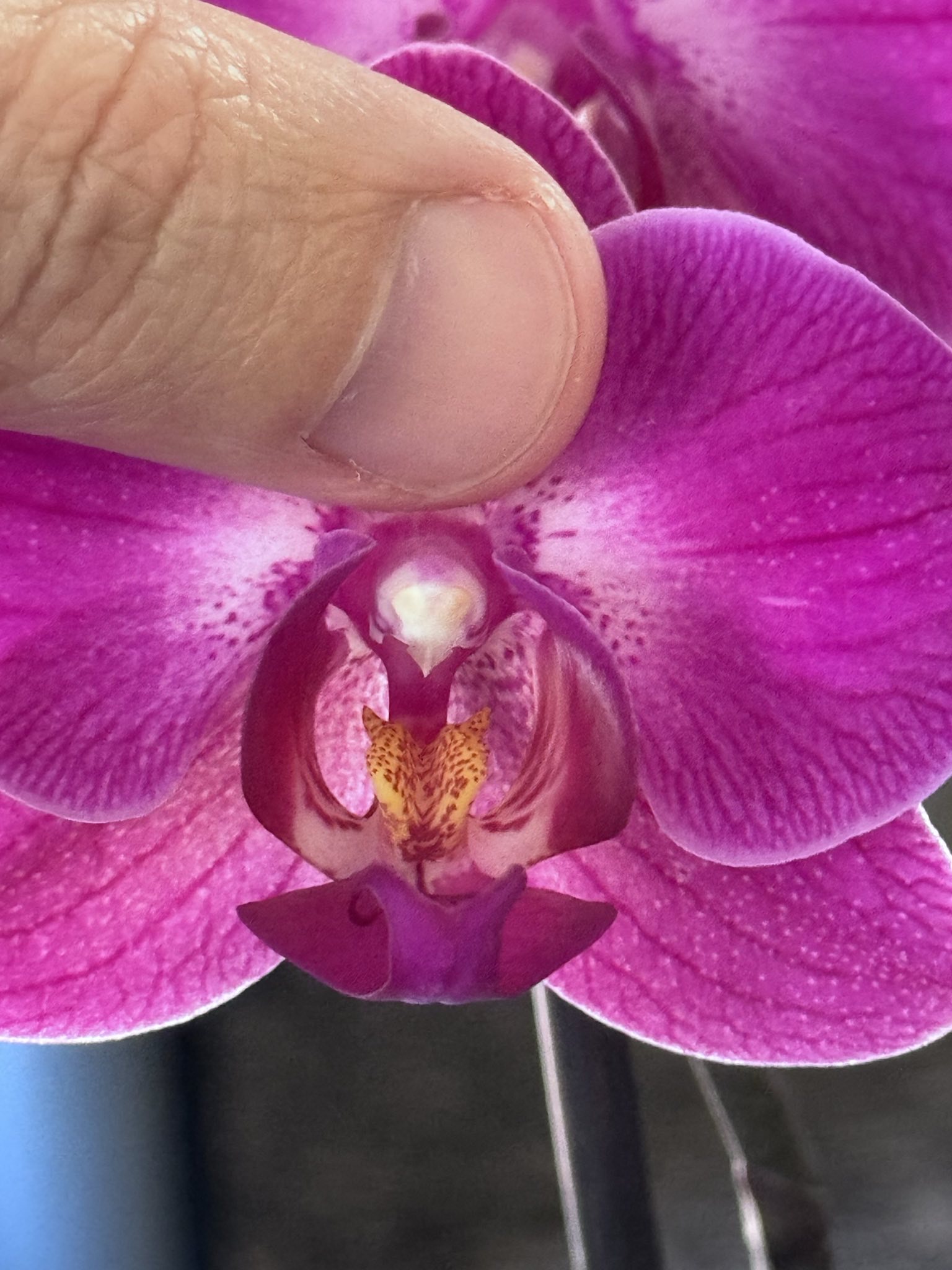 Moth Orchid flower detail