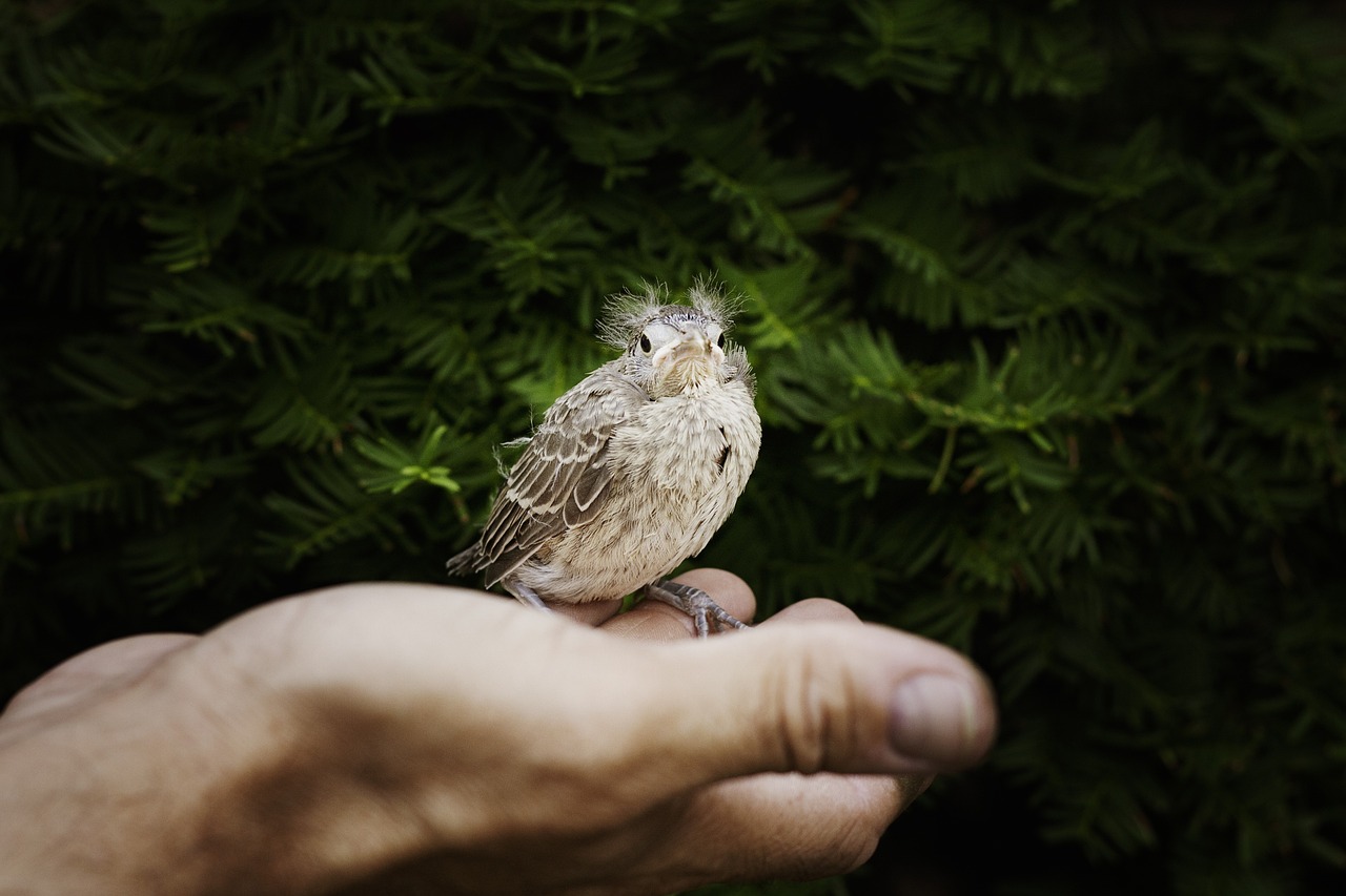 fledgling in the palm of someone's hand