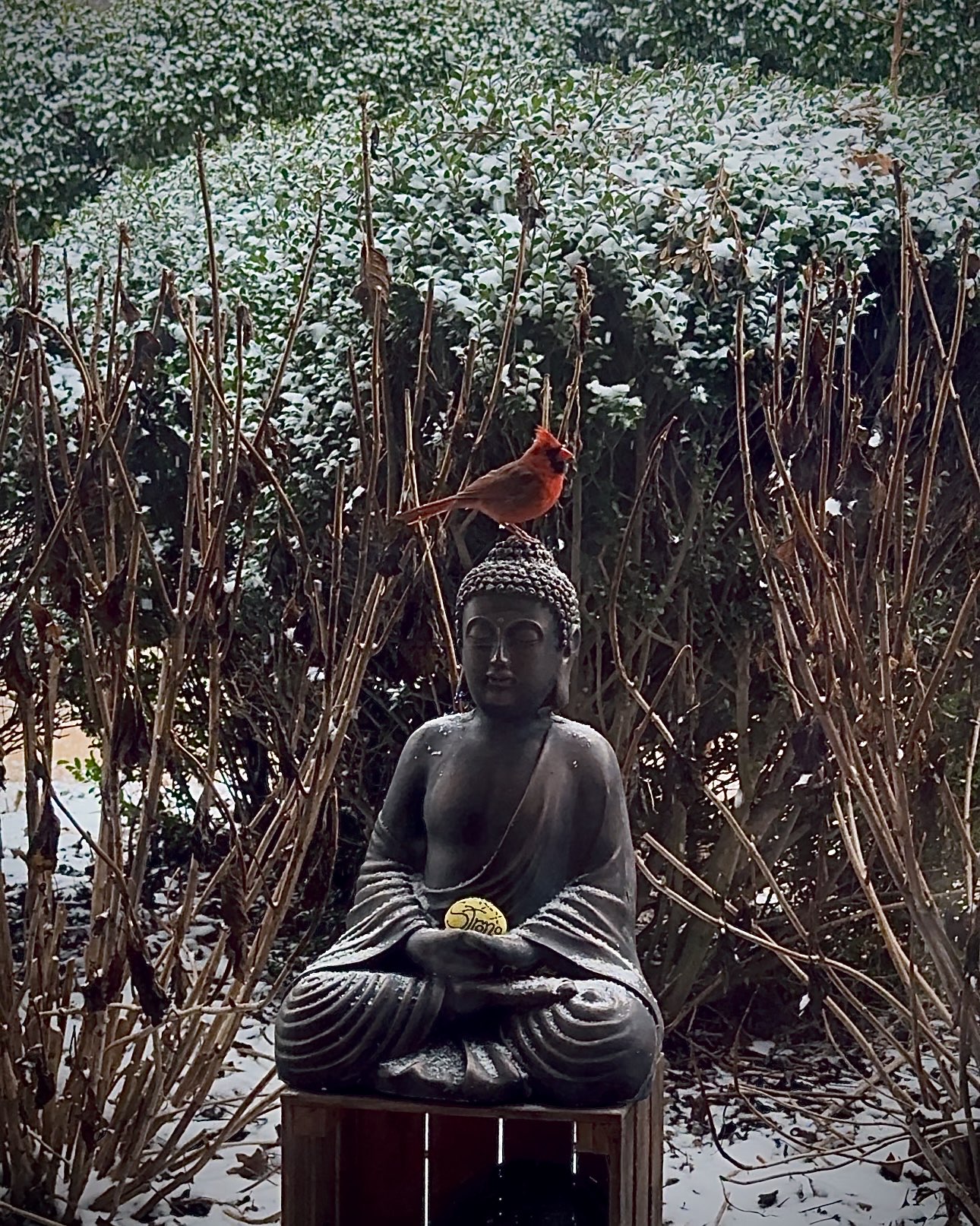 A male cardinal perched atop a statue of Buddha with hedges and a light dusting of snow surrounding the statue.